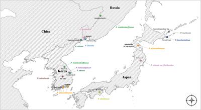 Plastome-based backbone phylogeny of East Asian Phedimus (Subgenus Aizoon: Crassulaceae), with special emphasis on Korean endemics